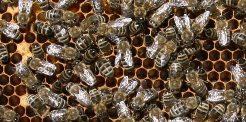 nav atrasts, ka bites būtu eksperementējušas ar savādākas formas šūnām