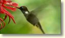 kolibri, augu un koku saderība uzstājas pret evolūciju