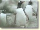 pingvīni